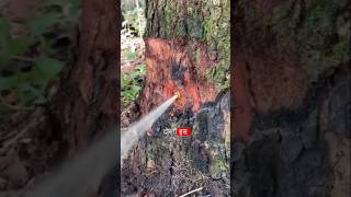 Baobab Tree Water 🤯shorts tree facts ytshorts [upl. by Novyart107]