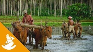 Sulawesi Rice Fields [upl. by Nebra958]