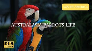 AUSTRALASIA LIFE Welcome to Animal Channel your ultimate destination for all things on the earth [upl. by Neeluqcaj]