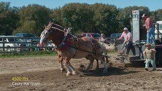 2021 FranklinvilleNY Fall Heavyweight horse pull [upl. by Rogerg]