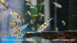 K330 Colomesus asellus PetraAqua [upl. by Ahsyia]