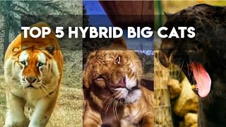 TOP 5 HYBRID BIG CATS [upl. by Lenehc]