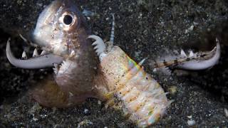 Bobbit Worm VS Lionfish [upl. by Ahsiret]