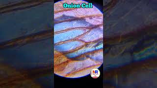 Onion cells under the Microscope 🔬reelsshortvideo viral shortsviralvideo 👍 [upl. by Nairadal]