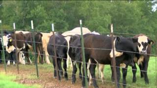 Video Lightning strike kills 19 cows in Texas [upl. by Farlay]