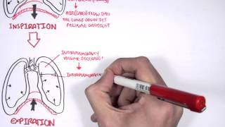 Mechanism of Breathing [upl. by Lamberto]