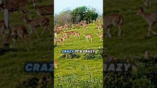 The Hawaiian Island Thats Overrun By Deer [upl. by Joell]