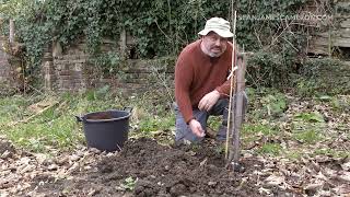 How I Plant Bare Root Trees with Roots Plants [upl. by Aniham]