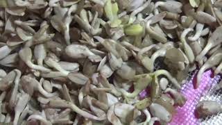 Germinarea semintelor in sitaGerminating seeds easy way [upl. by Orvas]