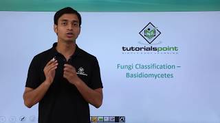 Class 11th – Fungi Classification – Basidiomycetes  Biological Classification  Tutorials Point [upl. by Gnni]