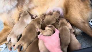 New born Golden Retriever litter [upl. by Atimed]