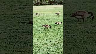 Saw some Canada Geese eating gress London Ontario Canada Pone Mills [upl. by Nnaeirrac]