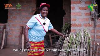 Cassava Seed Entrepreneurs CSEs in Benue State [upl. by Esinev218]