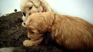 Cute Goldendoodle puppies playing at 4 weeks old [upl. by Socher]