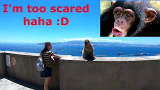 Amazing Monkeys in Gibraltar [upl. by Siri174]