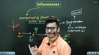 L4 Cymose amp Racemose Inflorescence  Morphology in Flowering Plants  11th Class Biology ft Vipin [upl. by Lenrad]