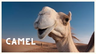 Camel sound in the far desert HQ video [upl. by Sivra349]