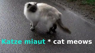 MEOW  MIAU  Katze miaut rennt weg  Cat meows runs away  Birmakatze Birman [upl. by Nawud234]