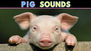 Pig Sounds  Squeaking amp Oinking  Learn The Sound A Pig Makes [upl. by Neidhardt]