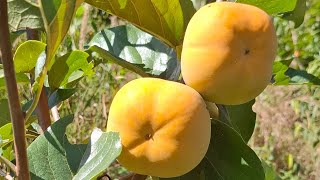 persimmon real video 55 years [upl. by Wei549]