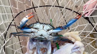 Crabbing on Fripp Island 2024  Using Crab Nets for Blue Crabs [upl. by Aicilra]