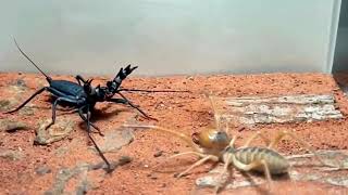 Deadly Desert Duel Camel Spider VS Vinegaroon [upl. by Refinnaj]