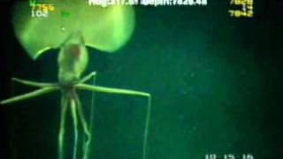 Magnapinna Squid Filmed at Drilling Site [upl. by Buttaro]