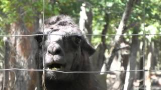 Llama aka Spitting Machine Eating Chinese tallow trees Triadica sebifera [upl. by Manup]