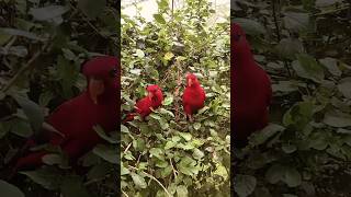 Red Lory bird in ramoji film city [upl. by Herbie]