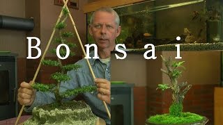 Bonsai schneiden Lonicera nitida [upl. by Kassel]