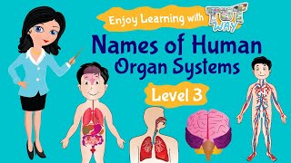 Organ System Names of Human Organ Systems  Tutway [upl. by Westley]