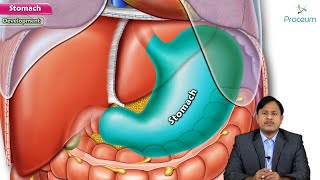 Anatomy of Stomach  Location Relations Arterial supply Venour drainage Nerve supply Embryology [upl. by Jorge291]