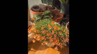 Timelapse of an oxalis plant [upl. by Atiuqam]