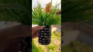 DIY flower potPot from pista shelltrendingshorts shortsviral shorts youtubeshorts ytshorts [upl. by Coral]