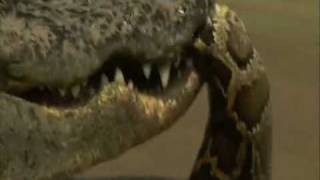 Crocodile vs Python  Croc destroys big python [upl. by Hasina]