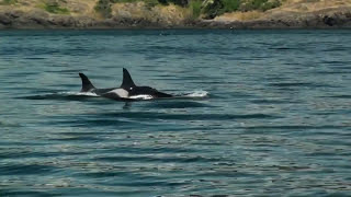 Ocean Wildlife amp Orca Exploration  Shore Excursion  NCL [upl. by Ssecnirp]