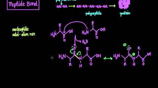 The Peptide Bond Formation and Cleavage [upl. by Varhol]