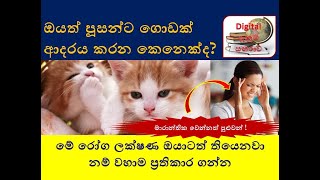 පූසන්ගෙන් හැදෙන මේ රෝගය ගැන ඔබ දැනුවත්ද I Toxoplasmosis [upl. by Wendolyn515]