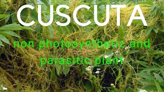 Cuscuta  A non photosynthetic and parasitic plant  NEET notes  Biology window [upl. by Vallery]