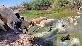 Sheeps Swimming 🐑Lake Crossing Sheeps Jumping Into The River [upl. by Nosyd955]