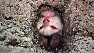 A stray cat got its head stuck in a sewer while trying to cross howling in pain and awaiting death [upl. by Leibarg839]