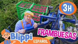 Blippi visita una fábrica de frambuesas 🚜  Blippi Español  Videos educativos para niños [upl. by Enaffit597]