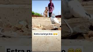 Estra na kro 🙏🙏🙁☹️ youtube pigeon [upl. by Onez]