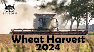 Claas Lexion 8900  Wheat Harvest 2024  Elveden Estates [upl. by Atiner]