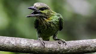 GreenEared Barbet Megalaima faiostricta [upl. by Tamera170]