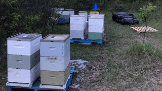 Most hives got 3rds unwrapped them yesterday [upl. by Dwyer]