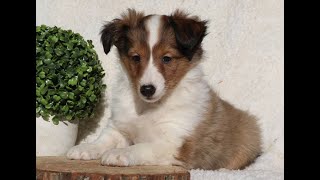 Shetland Sheepdog Puppies for Sale [upl. by Odlaumor]