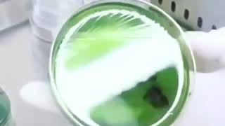 🧫Cultivo de Bacterias  Técnica de siembra en agar por rotación  Técnicas de Microbiología Clínica [upl. by Eulalee245]