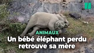 Les adorables retrouvailles de cette éléphante avec son bébé perdu dans une réserve naturelle [upl. by Worrad]