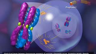 Meiosis 3D Animation [upl. by Nerrot]